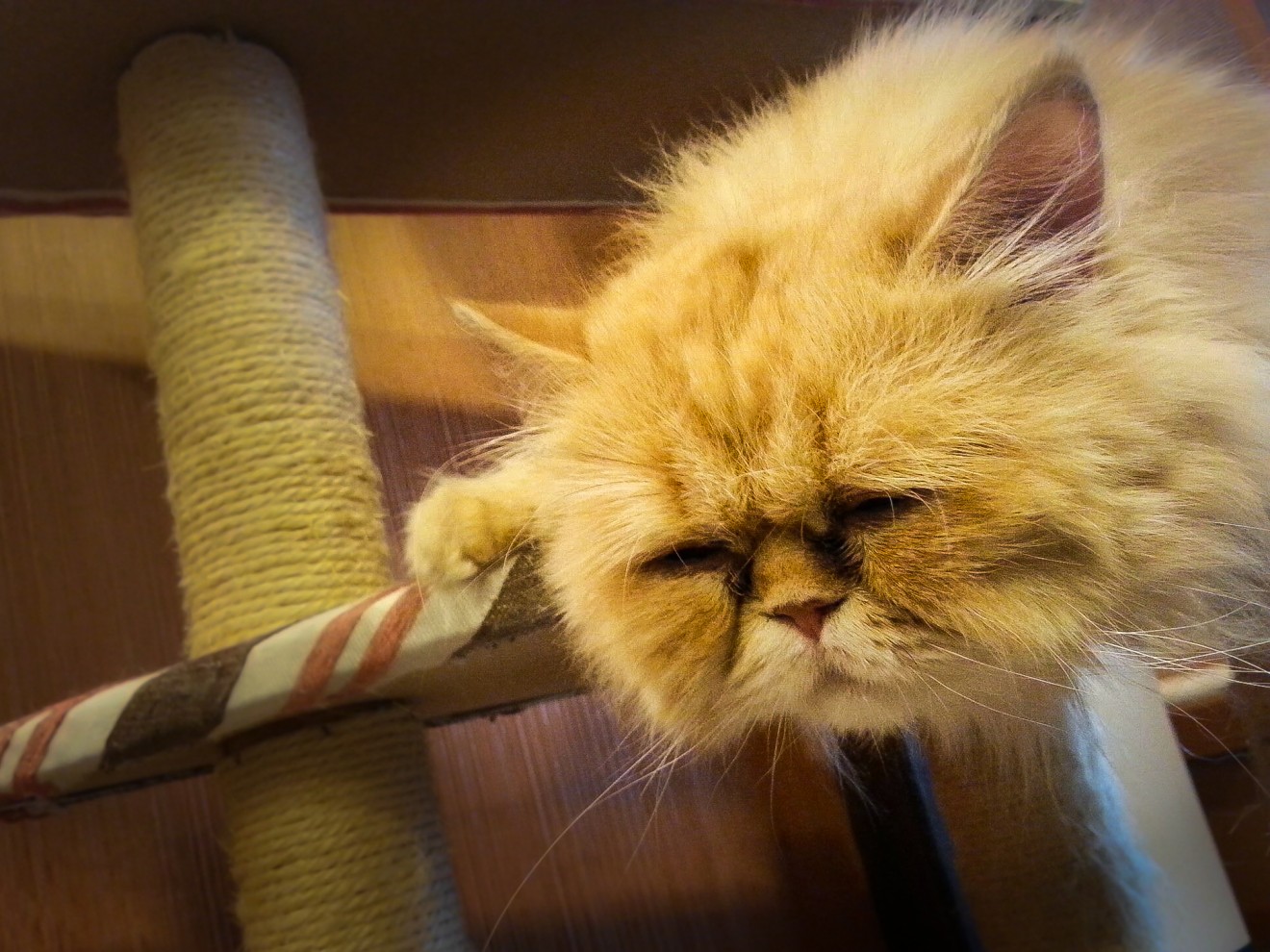 Cat lounging in the Cat Café in Azumino