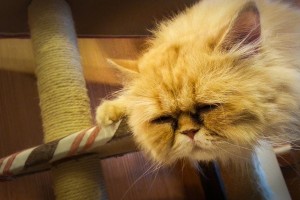 Cat lounging in the Cat Café in Azumino