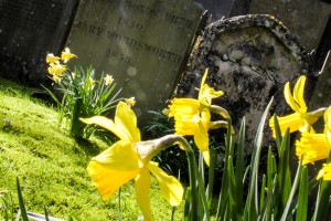 Daffodils at Wordsworth's Grave in Grasmere