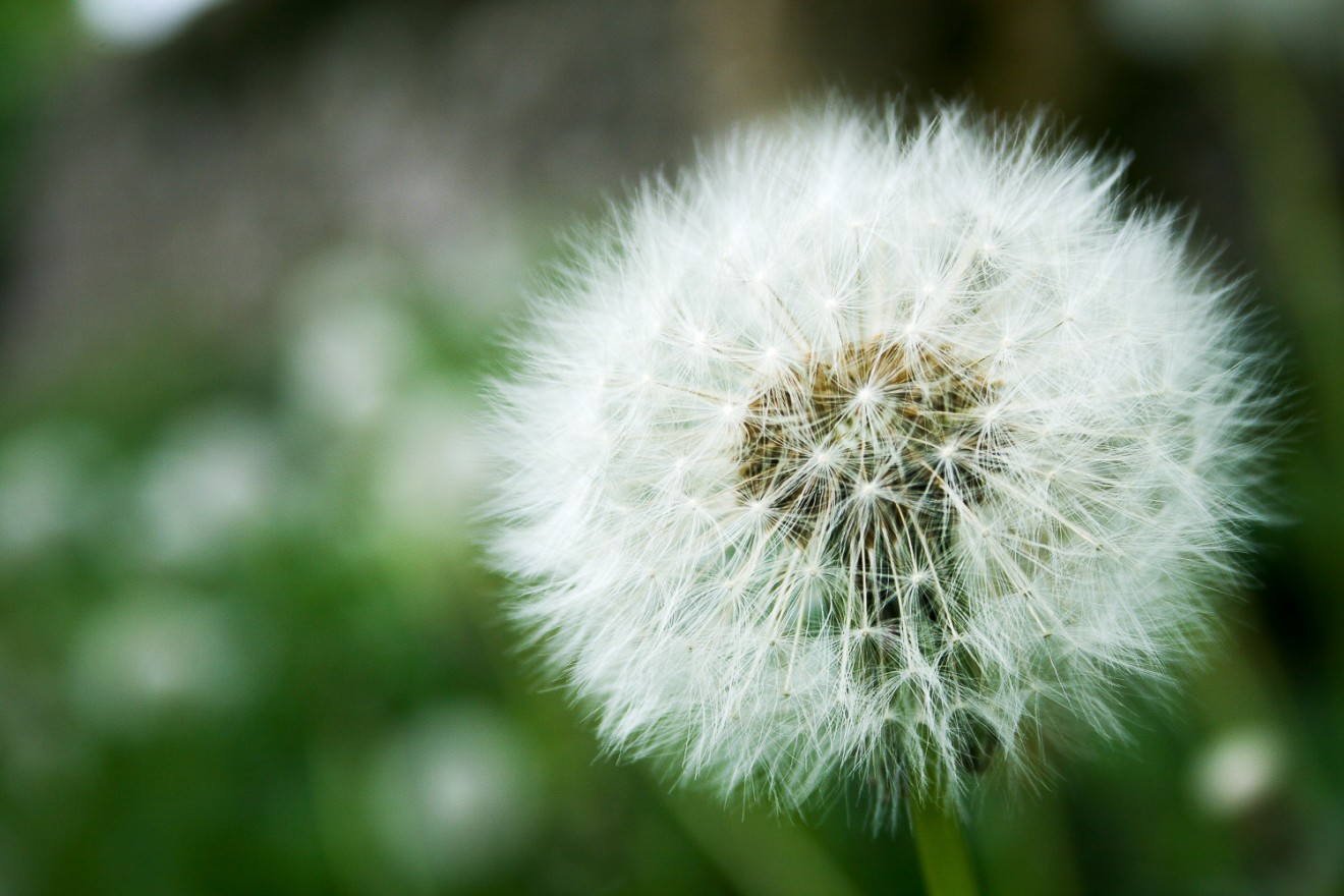 The Dandelion Clock