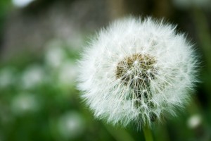 The Dandelion Clock